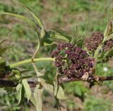 Sambucus sibirica. Часть побега с соцветием в стадии бутонизации. Восточный Казахстан, Глубоковский р-н, окр. с. Бобровка, пологий склон сопки. 04.05.2015.