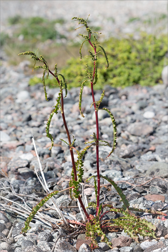 Изображение особи Rumex pseudonatronatus.