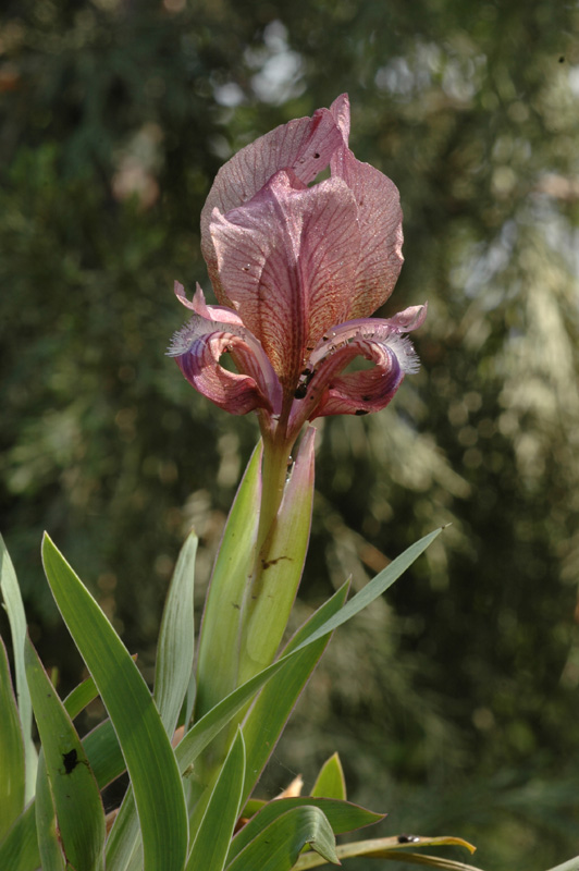 Image of Iris suaveolens specimen.