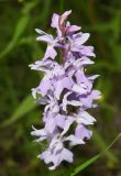 Dactylorhiza fuchsii