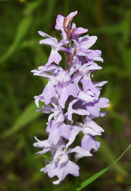 Изображение особи Dactylorhiza fuchsii.