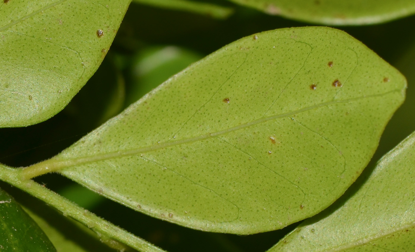 Изображение особи Murraya paniculata.