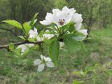 Pyrus communis