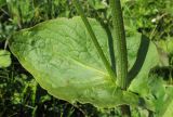 Doronicum macrophyllum. Часть стебля с листом и основанием генеративного побега. Адыгея, Кавказский биосферный заповедник, северо-восточный склон горы Блям, ≈ 2100 м н.у.м., субальпийский высокотравный луг. 19.07.2015.