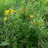 Hypericum maculatum. Цветущие растения. Свердловская обл., окр. г. Североуральск, разнотравная поляна в р-не скал Грюнвальдта. 24.07.2014.