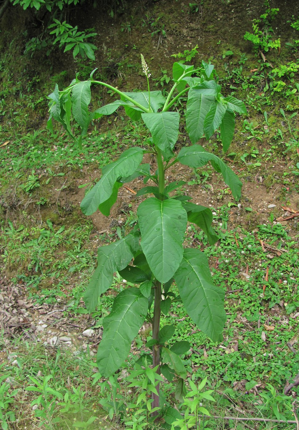 Image of Phytolacca americana specimen.