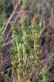 Suaeda linifolia