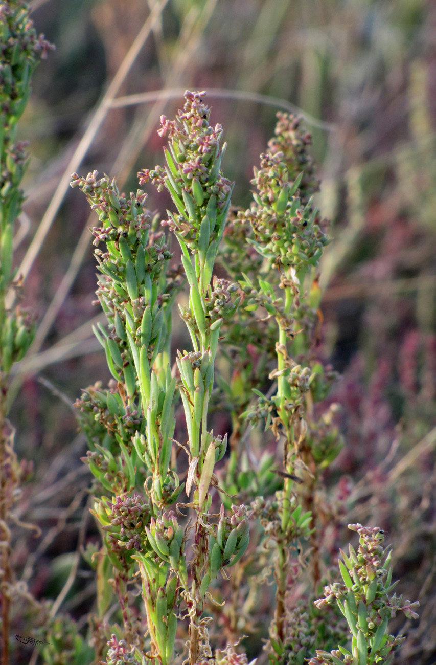 Image of Suaeda linifolia specimen.