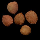 Viburnum opulus. Повреждённые семена. Курская обл, г. Железногорск, р. Погарщина, ур. Устье-Воронка. 6 декабря 2009 г.