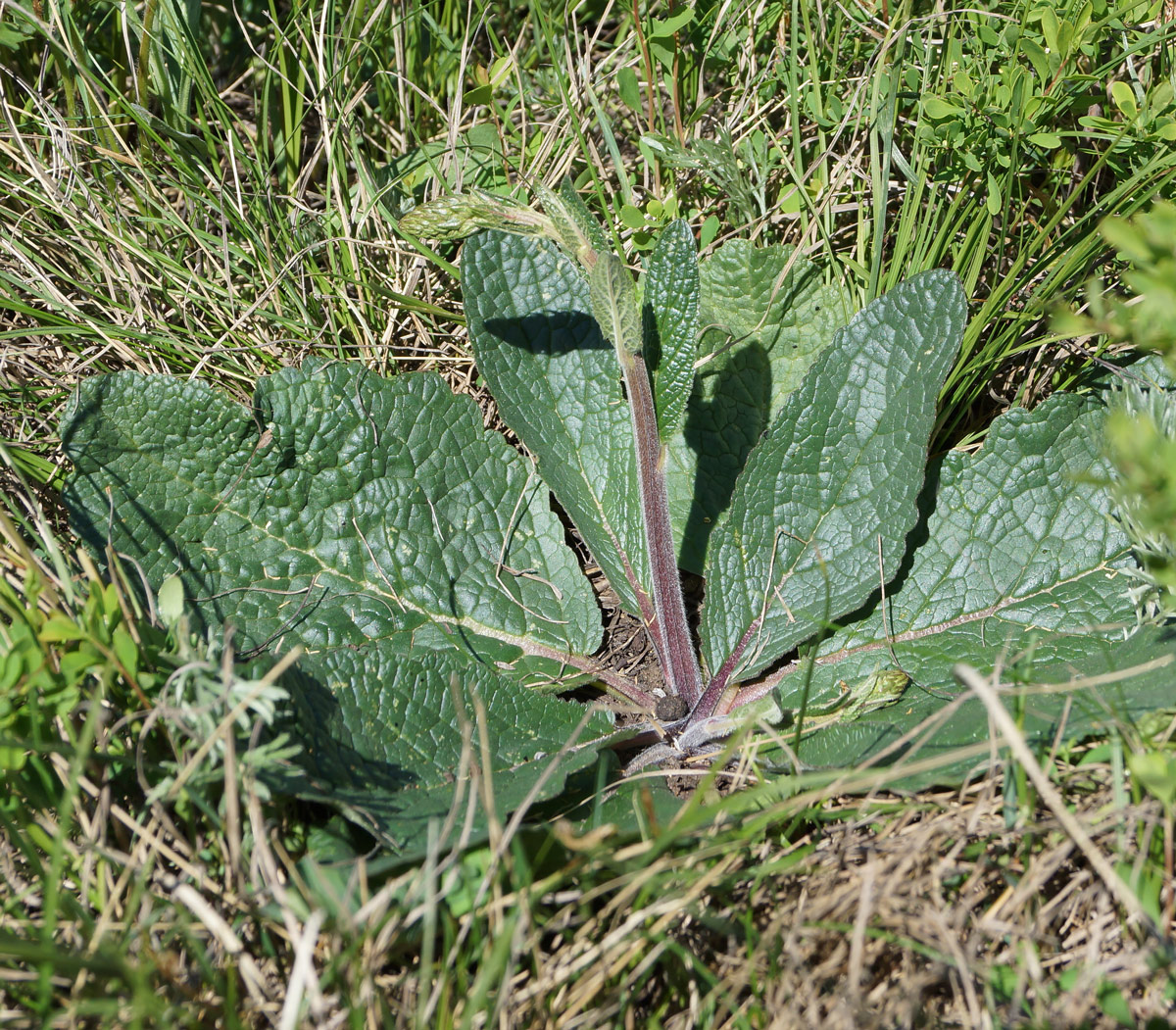Image of Verbascum phoeniceum specimen.