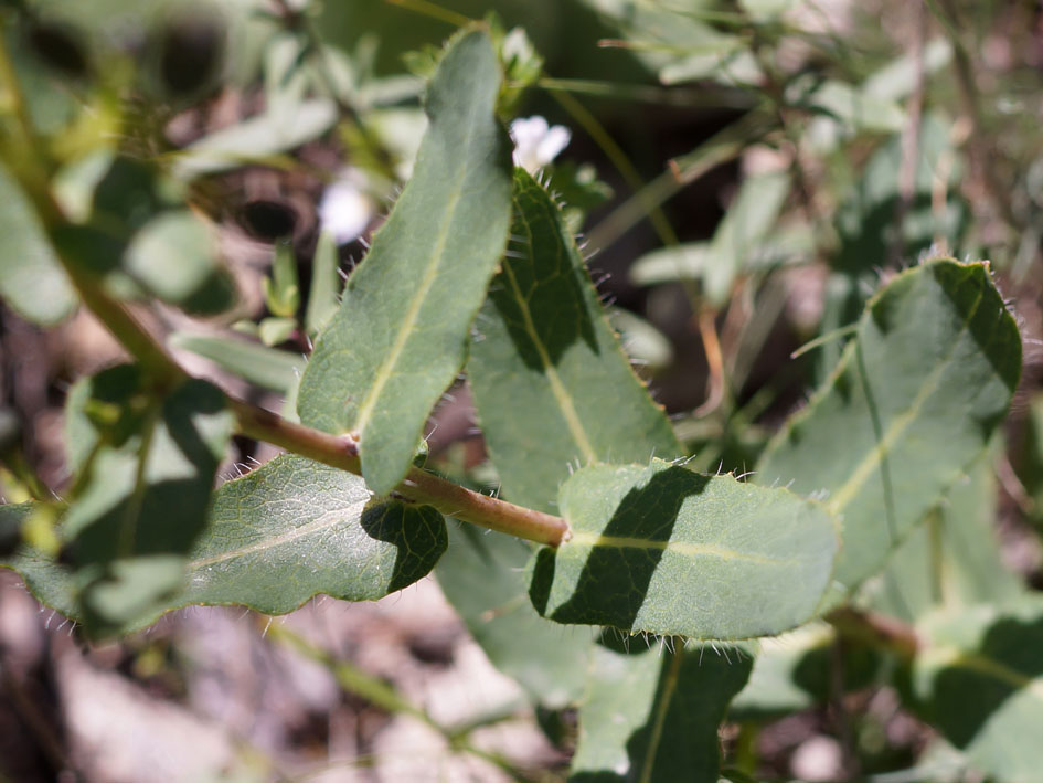 Image of Hieracium virosum specimen.