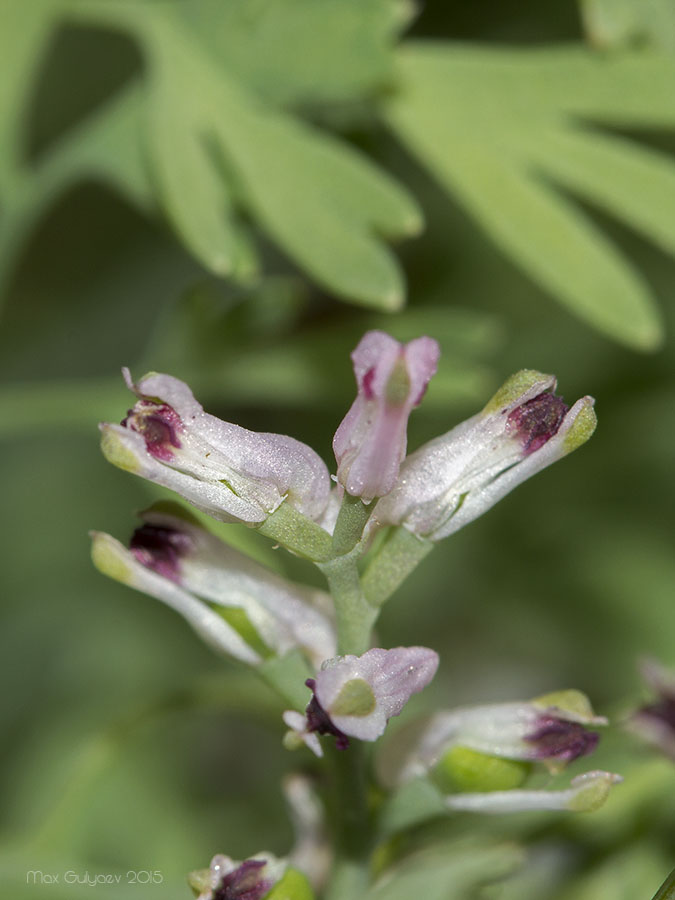 Изображение особи Fumaria parviflora.