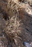 Tanacetum turlanicum. Отцветшее растение. Южный Казахстан, горы Алатау (Даубаба), Восточное ущелье. 11.08.2014.