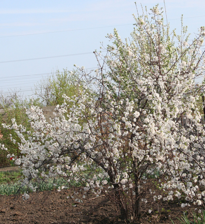 Изображение особи Prunus domestica.