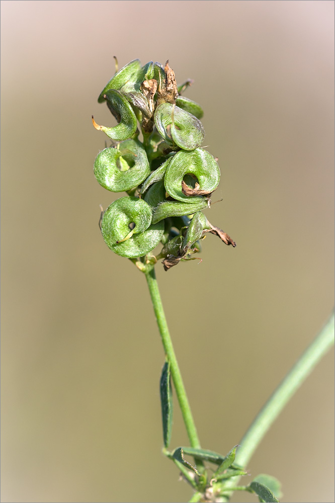 Изображение особи Medicago &times; varia.