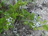 Juniperus sabina