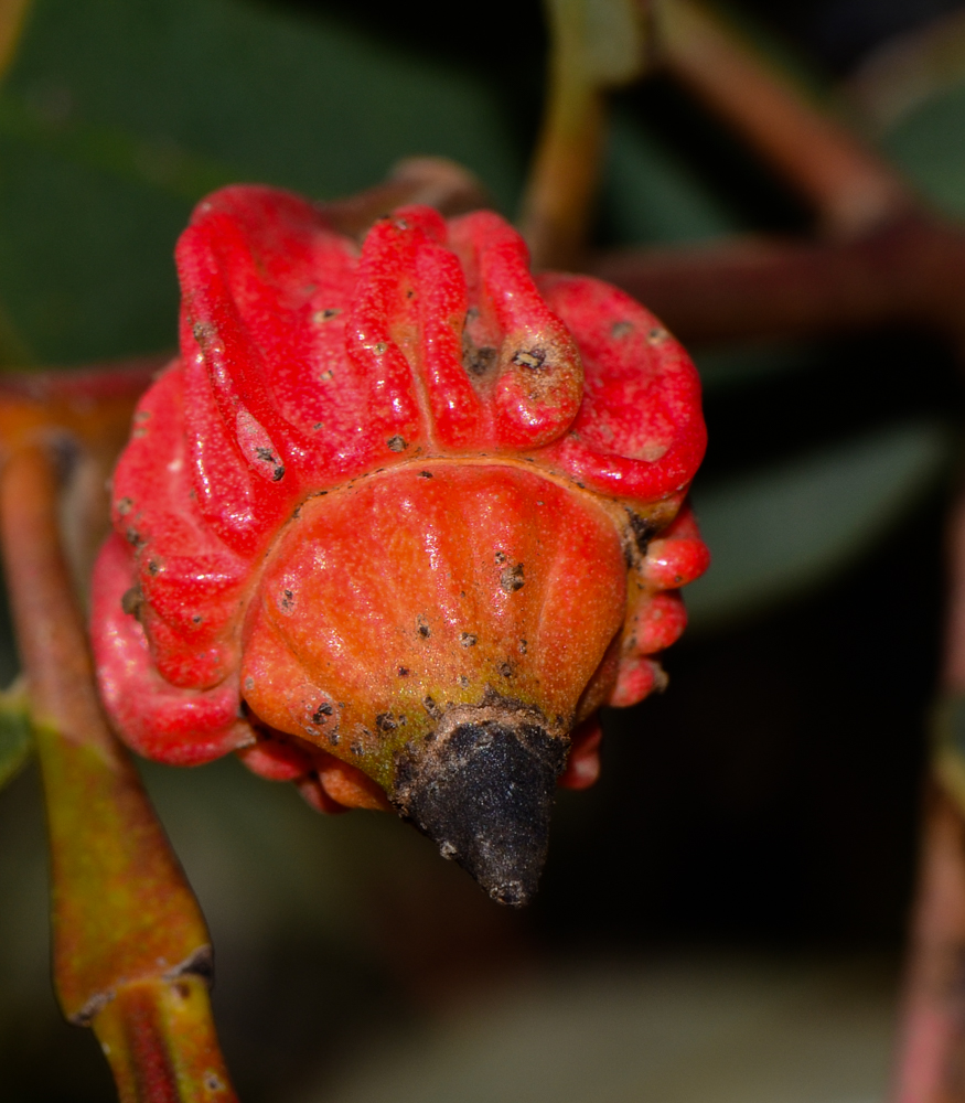 Изображение особи Eucalyptus forrestiana.