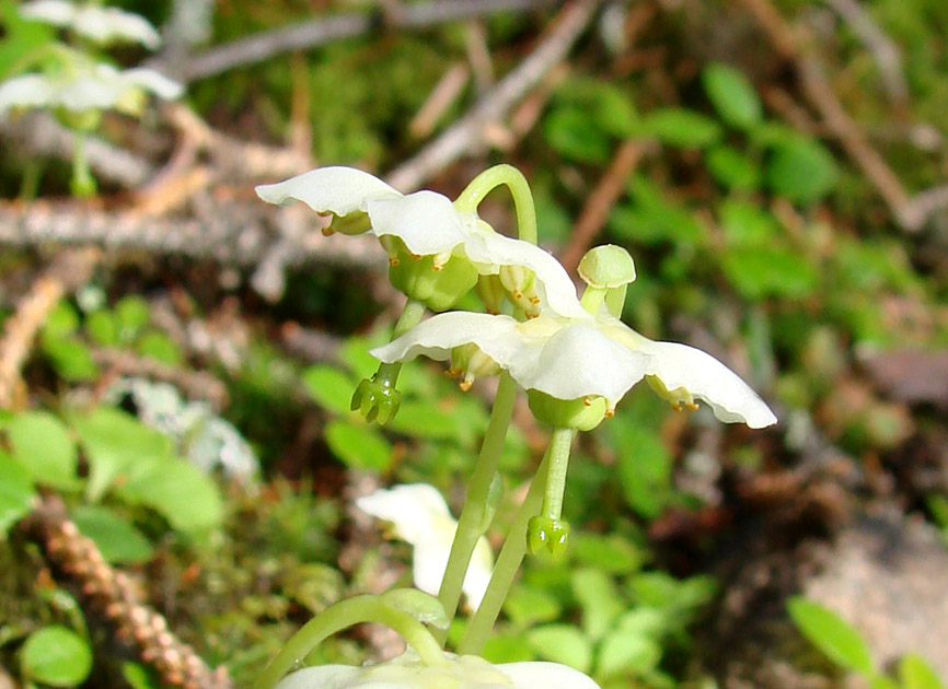 Изображение особи Moneses uniflora.