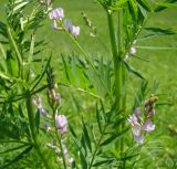 Astragalus sulcatus. Часть побега с соцветиями. Республика Мордовия, Ромодановский р-н, окр. с. Пушкино, открытый склон к долине р. Инсар. 11 июня 2009 г.