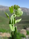 Image of taxon representative. Author is Александр Эбель