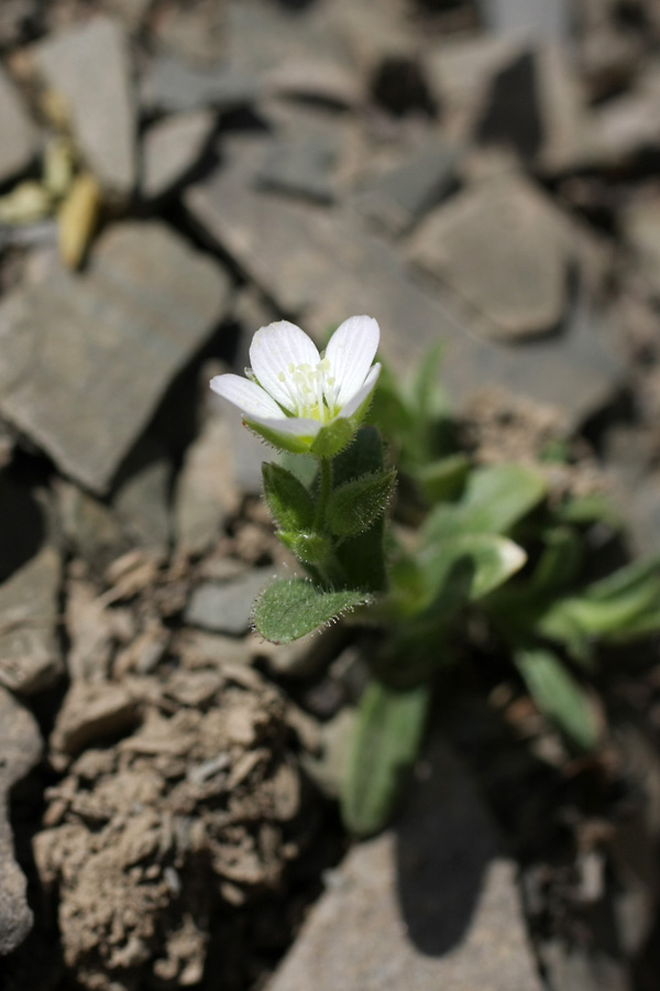 Image of Holosteum glutinosum specimen.