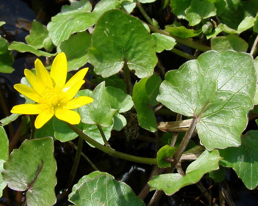 Image of Ficaria verna specimen.