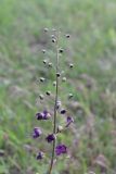 Verbascum phoeniceum. Верхушка цветущего растения. Украина, Днепропетровская обл., Криворожский р-н, окр. с. Широкое, склон балки. 17.05.2015.