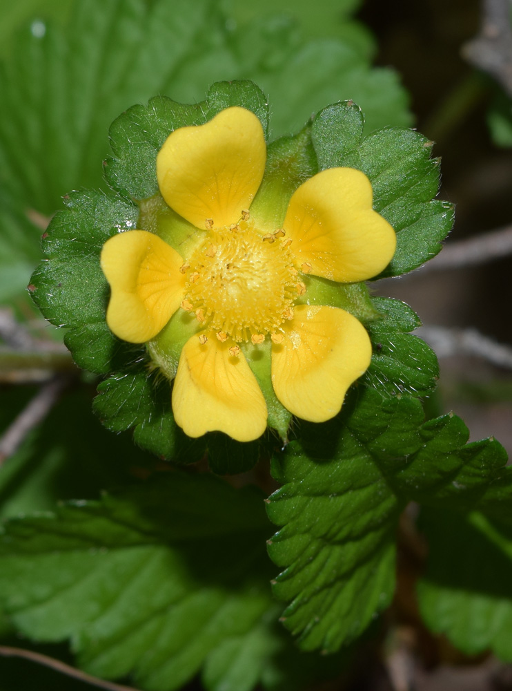 Изображение особи Duchesnea indica.