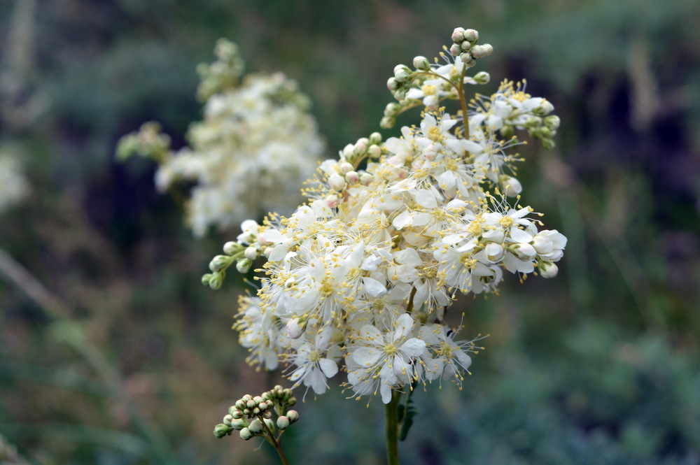 Image of Filipendula vulgaris specimen.