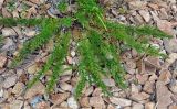 Artemisia littoricola
