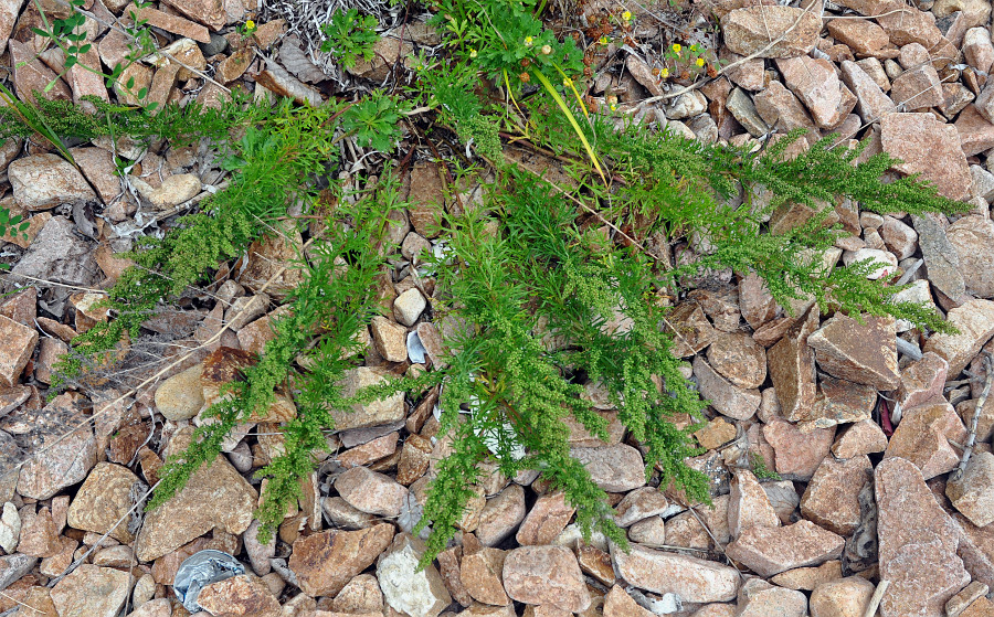 Изображение особи Artemisia littoricola.