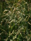 Festuca rubra