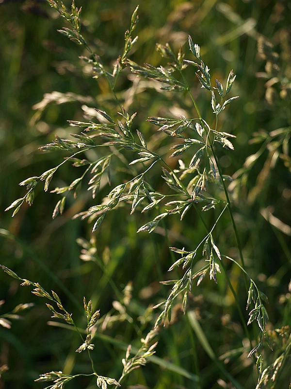 Image of Festuca rubra specimen.