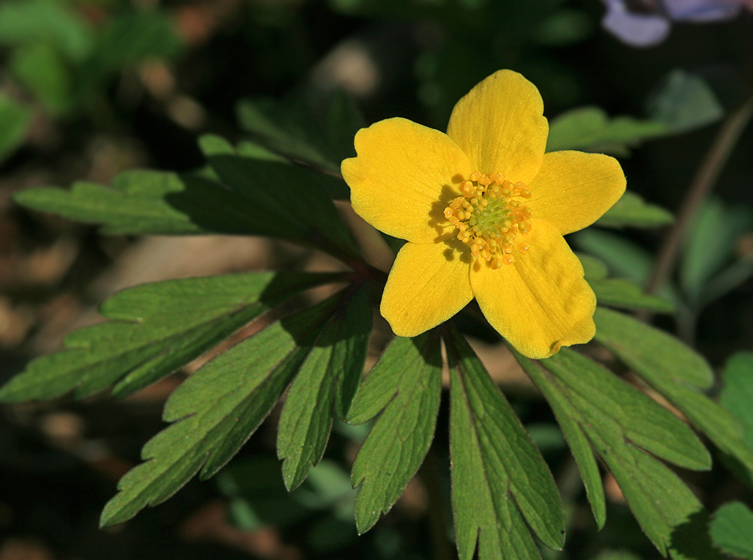 Изображение особи Anemone ranunculoides.