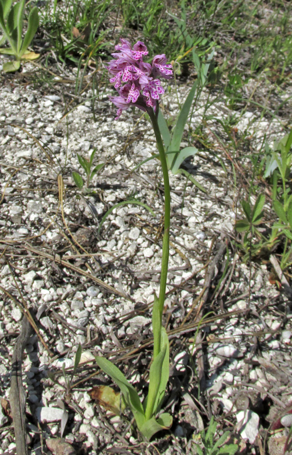 Изображение особи Neotinea tridentata.