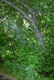 Pterocarya fraxinifolia