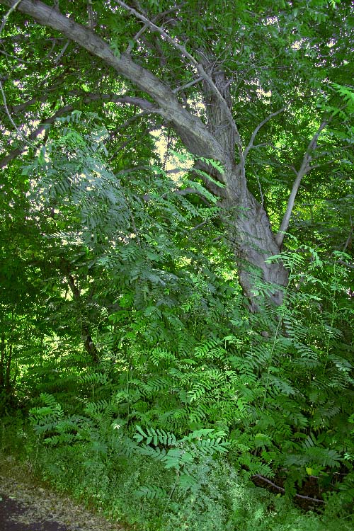 Image of Pterocarya fraxinifolia specimen.