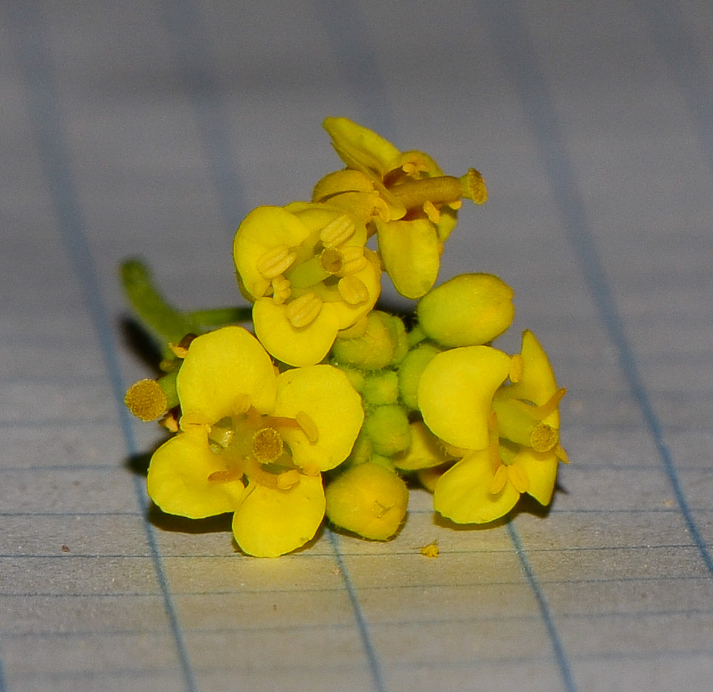 Изображение особи Nasturtiopsis coronopifolia.