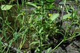 Ranunculus sceleratus