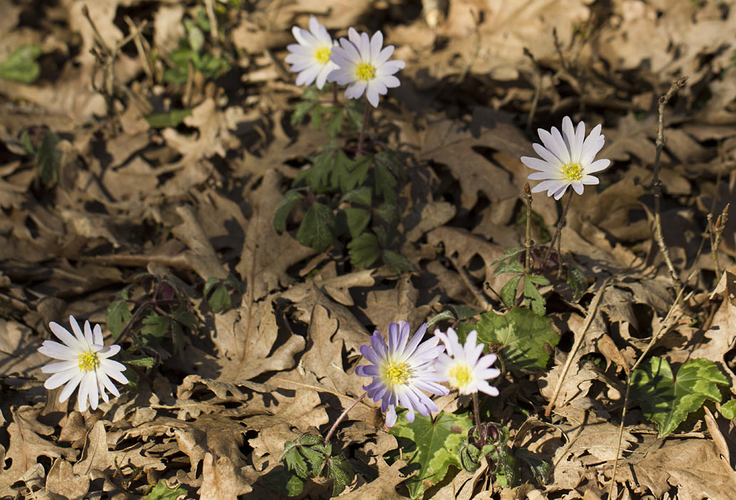 Изображение особи Anemone blanda.