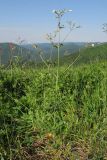 Silene italica