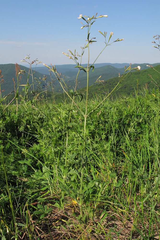 Изображение особи Silene italica.