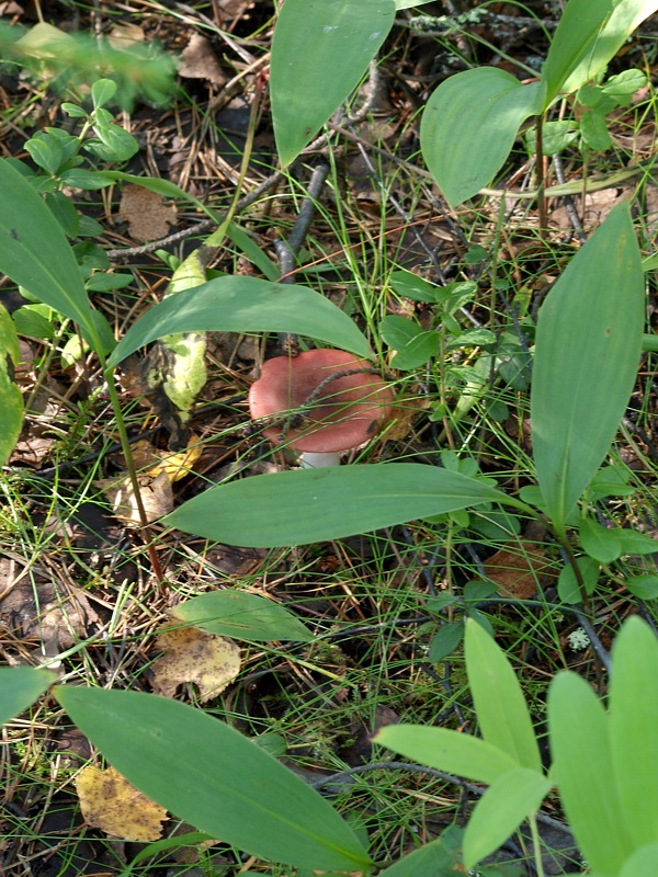 Image of Convallaria majalis specimen.