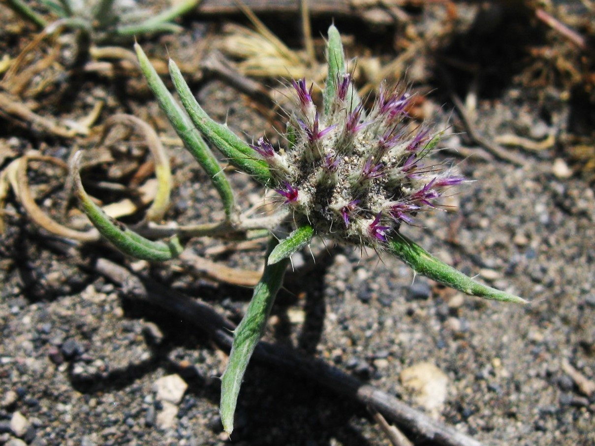 Image of Echinops acantholepis specimen.