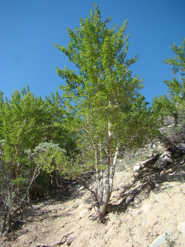 Image of Populus talassica specimen.