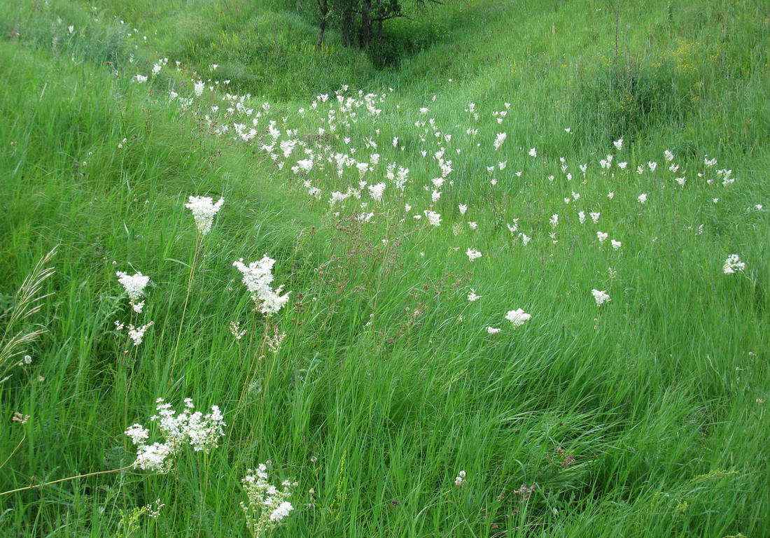 Image of Filipendula vulgaris specimen.