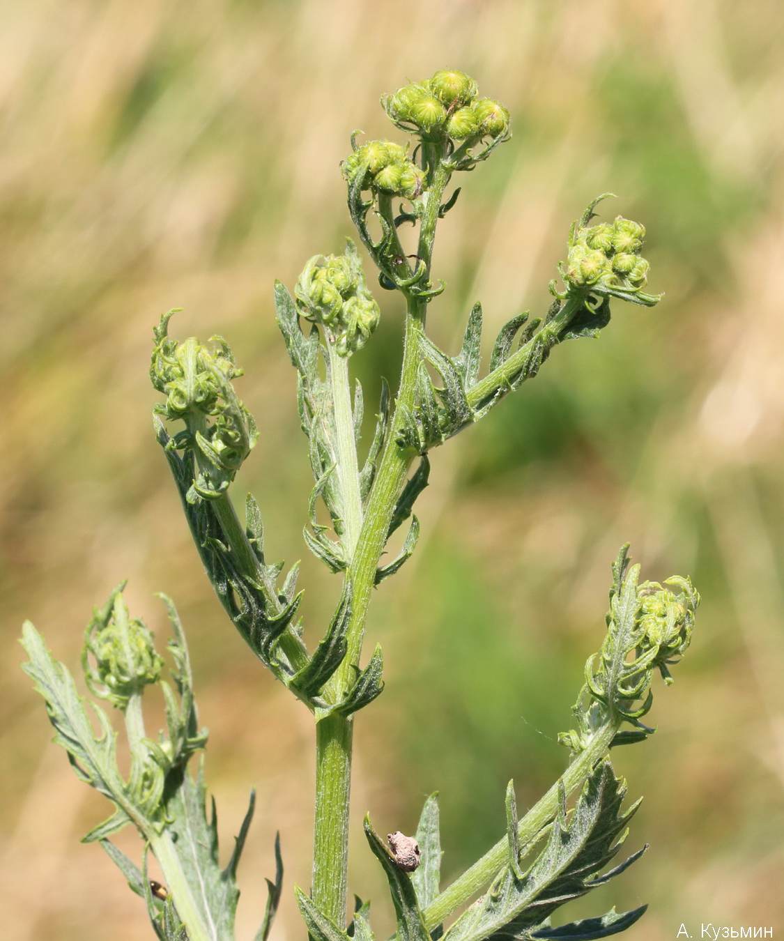 Изображение особи Senecio grandidentatus.