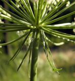 Peucedanum oreoselinum