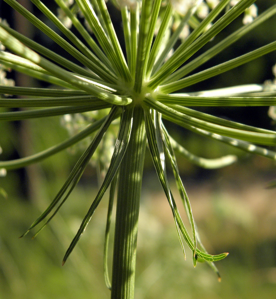 Изображение особи Peucedanum oreoselinum.