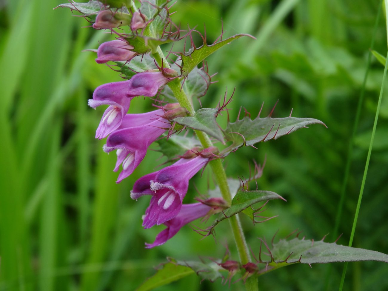 Изображение особи Melampyrum setaceum.